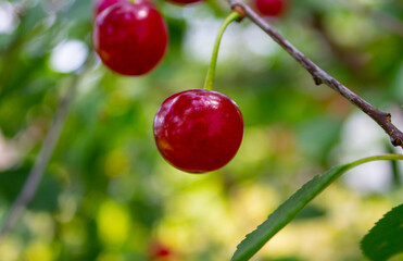 ripe cherry on a branch in the garden