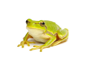 Green tree frog isolated on white