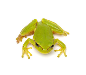 Green tree frog isolated on white