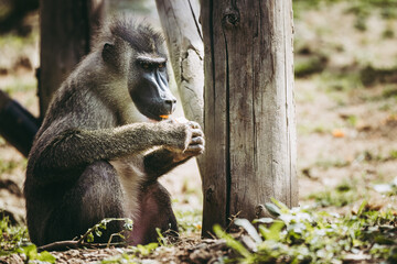 Singe drill ou mandrillus leucophaeus dans un parc animalier