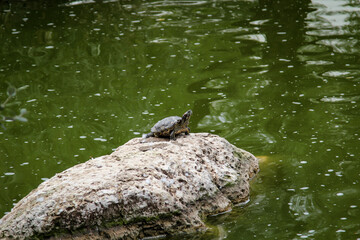 Eine Wasserschildkröte sitzt auf einem Felsen mitten im Wasser.