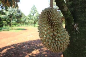 Fresh durian fruit on tree, Tropical of asian fruit.