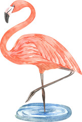 Watercolor pink flamingo. Watercolor tropical bird illustration isolated on white background