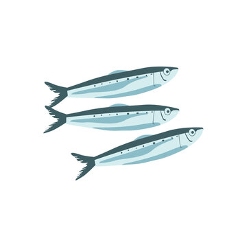 Commercial fish species set. Sprat, herring, sardine, anchovy or saury fresh marine fishes, seafood menu, fish market design cartoon vector illustration isolated on white background