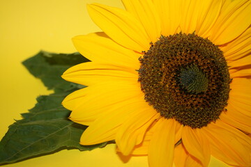 Obraz premium an incredible young sunflower on the yellow background