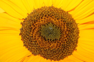 an incredible young sunflower on the yellow background