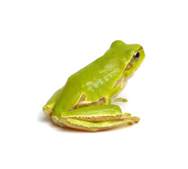 Green tree frog isolated on white