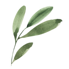 Watercolor green twig. Christmas element. Decoration, decor, postcard, postcard, printing.