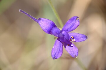 Top view of Consolida regalis Gray flower, violet color.
