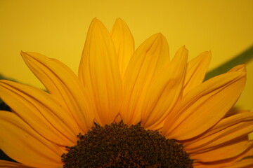 an incredible young sunflower on the yellow background