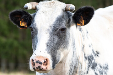portrait of a cow blanc bleu Belge