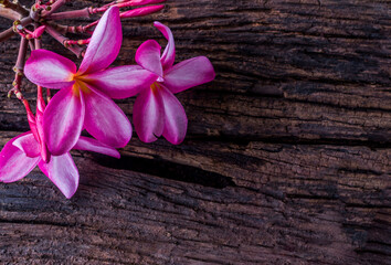 Copy space blossoming frangipanis flower on dark wooden background. Colorful in the color vintage. The romantic fragrance reminds of some times in Bali and Hawaii.