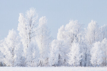 A cold morning with frost covered trees in Estonian wintery countryside, Northern Europe. 