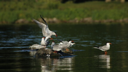 Birds on a rock looking for breakfast 