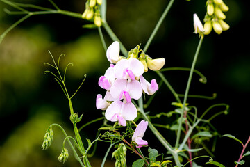 pink Lathyrus flowers in summer