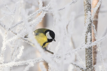 Obraz na płótnie Canvas European winter bird Great tit, Parus major, in a frosty forest during a cold and white winter day in Estonian nature, Northern Europe.