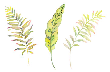 Watercolor illustration of leaves.Manual composition.Design for cover, fabric, textile, wrapping paper .