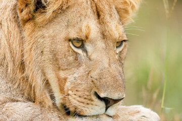 portrait of a lion