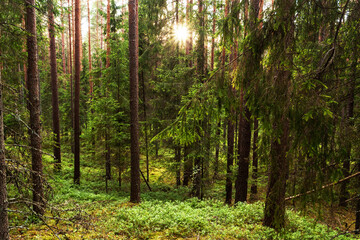Beautiful summery boreal coniferous forest in Estonia during a beautiful evening, Northern Europe. 