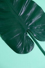 Minimal aesthetic still life design.  Palm leaf. Eco bio green concept