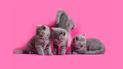 Fototapeta na wymiar The playful gray kittens on the pink background