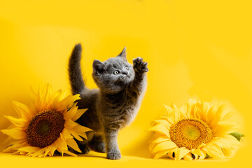 The playful gray kitten against the background of a sunflower composition © oksix