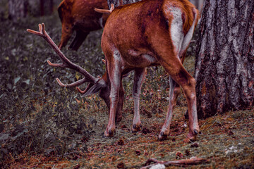 Portrait a red deer in the forest. Catacık forest Mihaliccik, Eskisehir, Turkey.