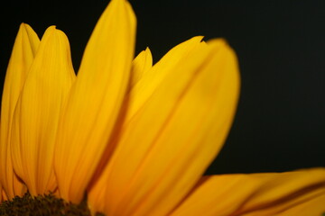 an incredible young sunflower on the black background