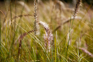 Fototapeta premium wheat field in summer wind