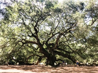 tree in the park