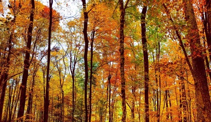 autumn in the forest