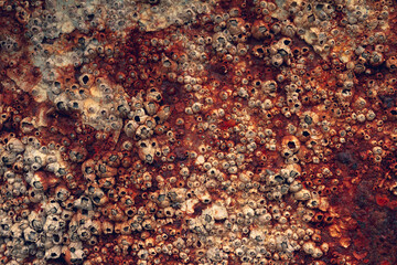 Abstract background, Rusty iron background With a Surface of Dead Shellfish.