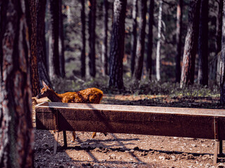 Portrait a red deer in the forest. Catacık forest Mihaliccik, Eskisehir, Turkey.