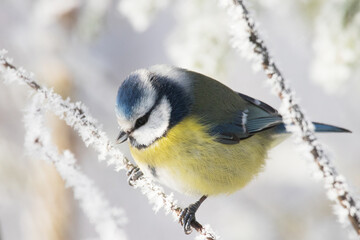 Portrait of European winter bird Blue tit, Cyanistes caeruleus, during snowy and frosty day in winter wonderland in Estonian nature, Northern Europe. 