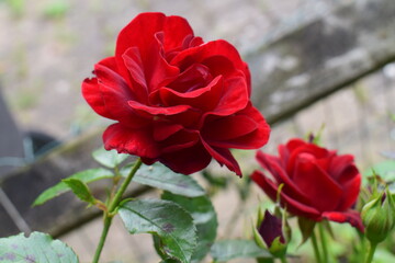 red rose in the garden