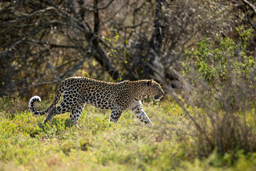 leopard in the grass