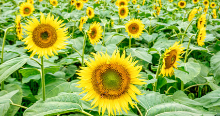 【真夏イメージ】群生するひまわり