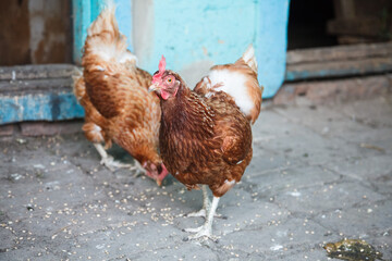 Broun hens in the farm. Agricultural concept about poultry and agriculture