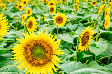 Naklejka premium 【真夏イメージ】群生するひまわり