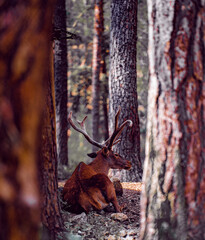 Portrait a red deer in the forest. Catacık forest Mihaliccik, Eskisehir, Turkey.