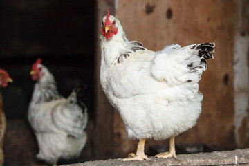 Broun hens in the farm. Agricultural concept about poultry and agriculture