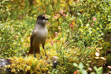 Cute European bird Siberian jay, Perisoreus infaustus, in autumnal taiga forest in Konttainen fell near Ruka, Kuusamo, Northern Finland. 