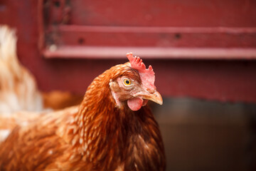 Hen in the farm. Agricultural concept about poultry and agriculture