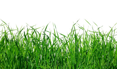 Realistic green grass with dewdrop isolated on white background