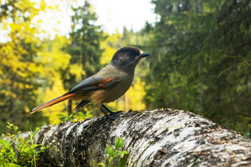 Cute European bird Siberian jay, Perisoreus infaustus, in autumnal taiga forest in Konttainen fell near Ruka, Kuusamo, Northern Finland. 