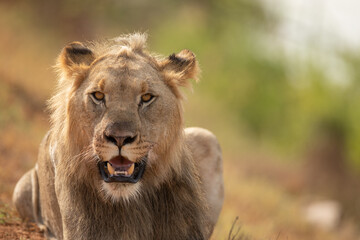 young male lion portrait
