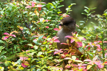 Cute European bird Siberian jay, Perisoreus infaustus, in autumnal taiga forest in Konttainen fell near Ruka, Kuusamo, Northern Finland. 