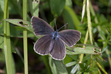 Alcon blue or Alcon large blue (Phengaris alcon)  is a butterfly of the family Lycaenidae