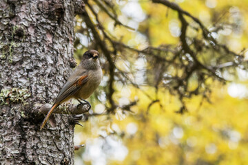 Cute European bird Siberian jay, Perisoreus infaustus, in autumnal taiga forest in Konttainen fell near Ruka, Kuusamo, Northern Finland. 