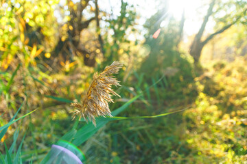 Dry herb on blurred green background. Autumn and ecosystem concept.